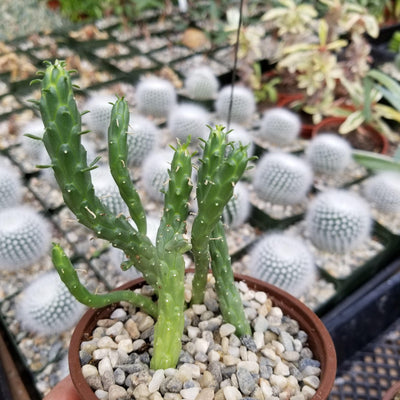 Euphorbia caput-medusae