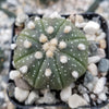 Sand Dollar Cactus &