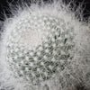 Mammillaria hahniana