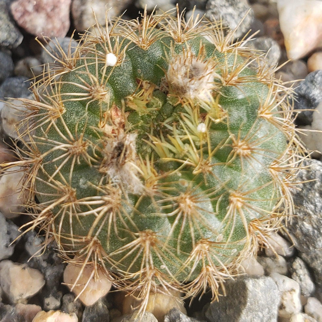 Frailea heliosa