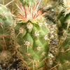 Echinocereus brandegeei