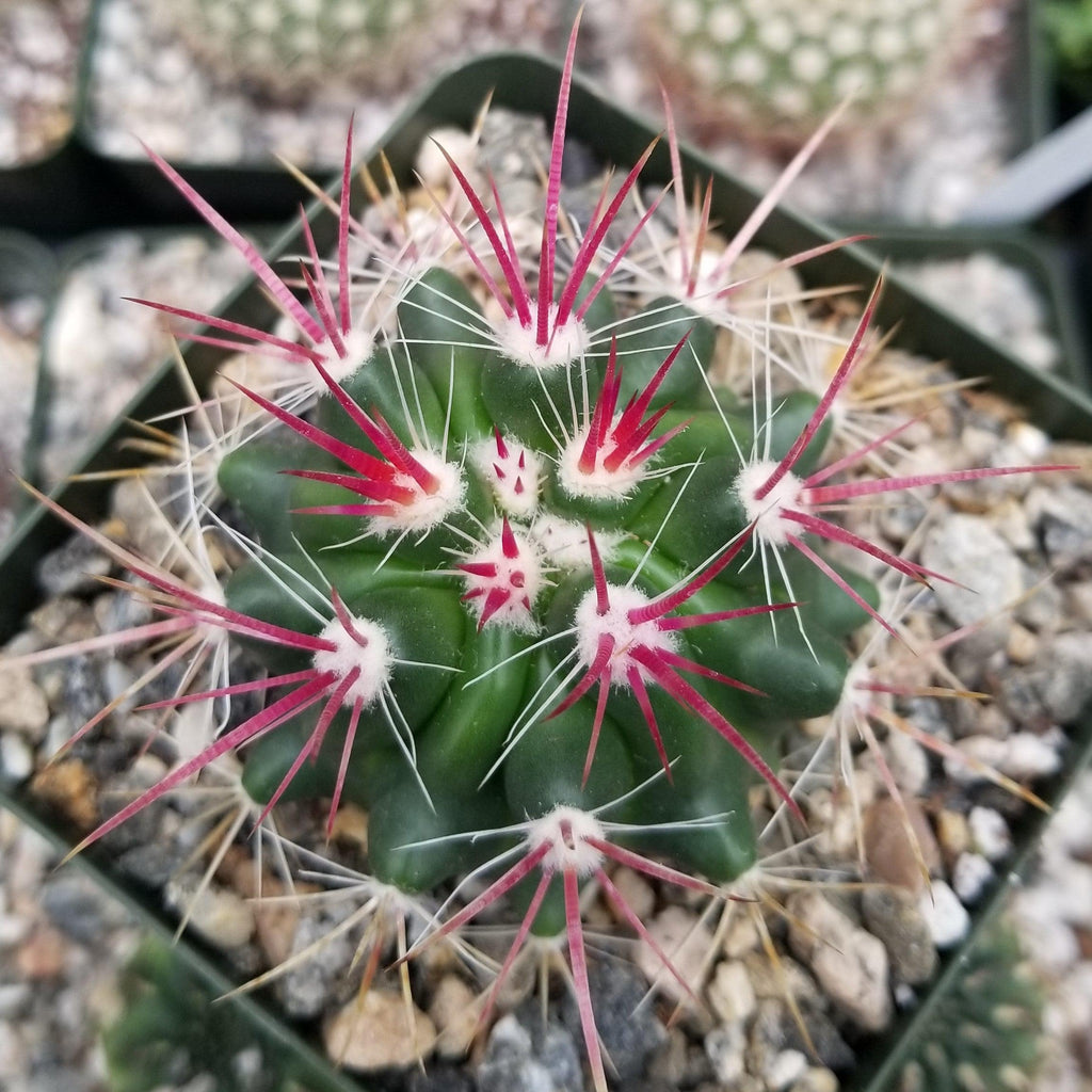Ferocactus stainesii v. pilosus