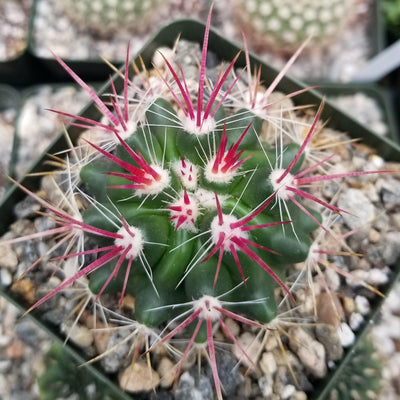 succulent with pink spikes Ferocactus stainesii v. pilosus – Planet Desert