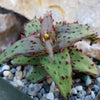 Aloe castilloniae