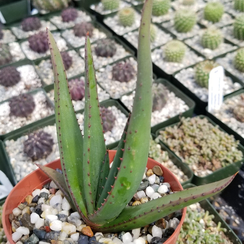 Aloe wickensii