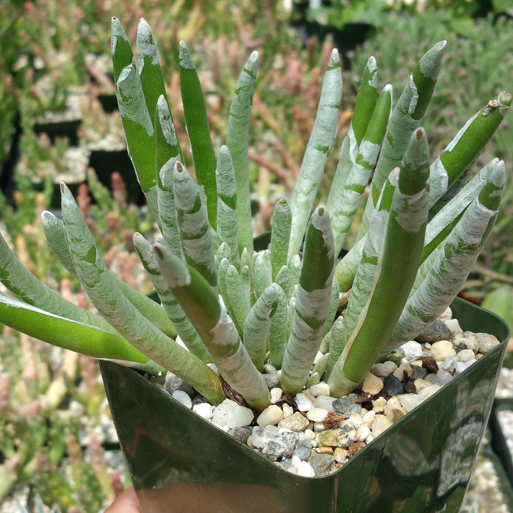 senecio verde fingers succulent plant Senecio Scaposus | Small Stemless Succulent