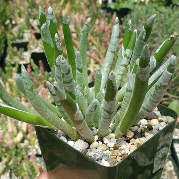 long finger succulent Senecio scaposus
