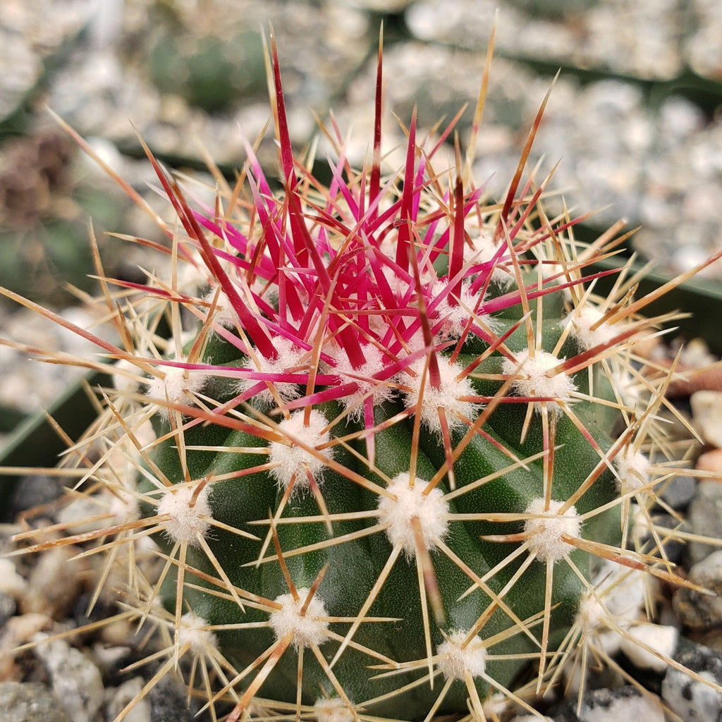 Ferocactus pottsii alamosanus