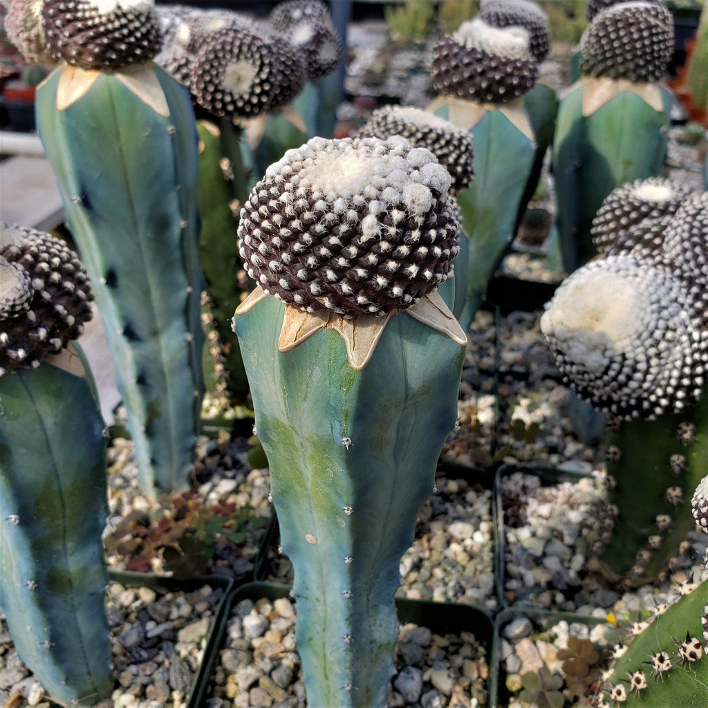 Copiapoa tenuissima grafted Large