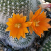 Rebutia muscula