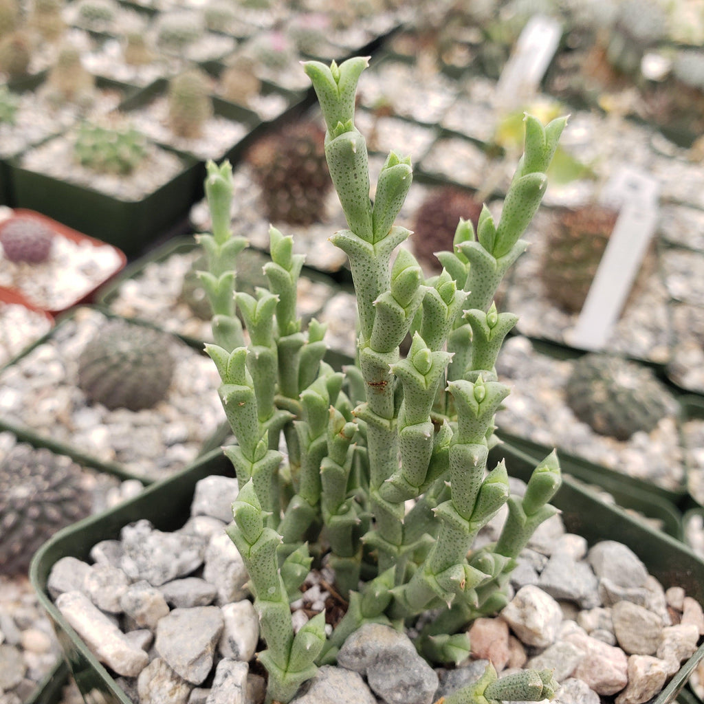 Ruschia perfoliata