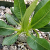 Pachypodium brevicaule