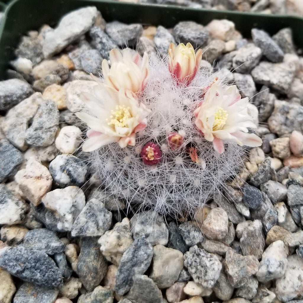Mammillaria Schwarzii