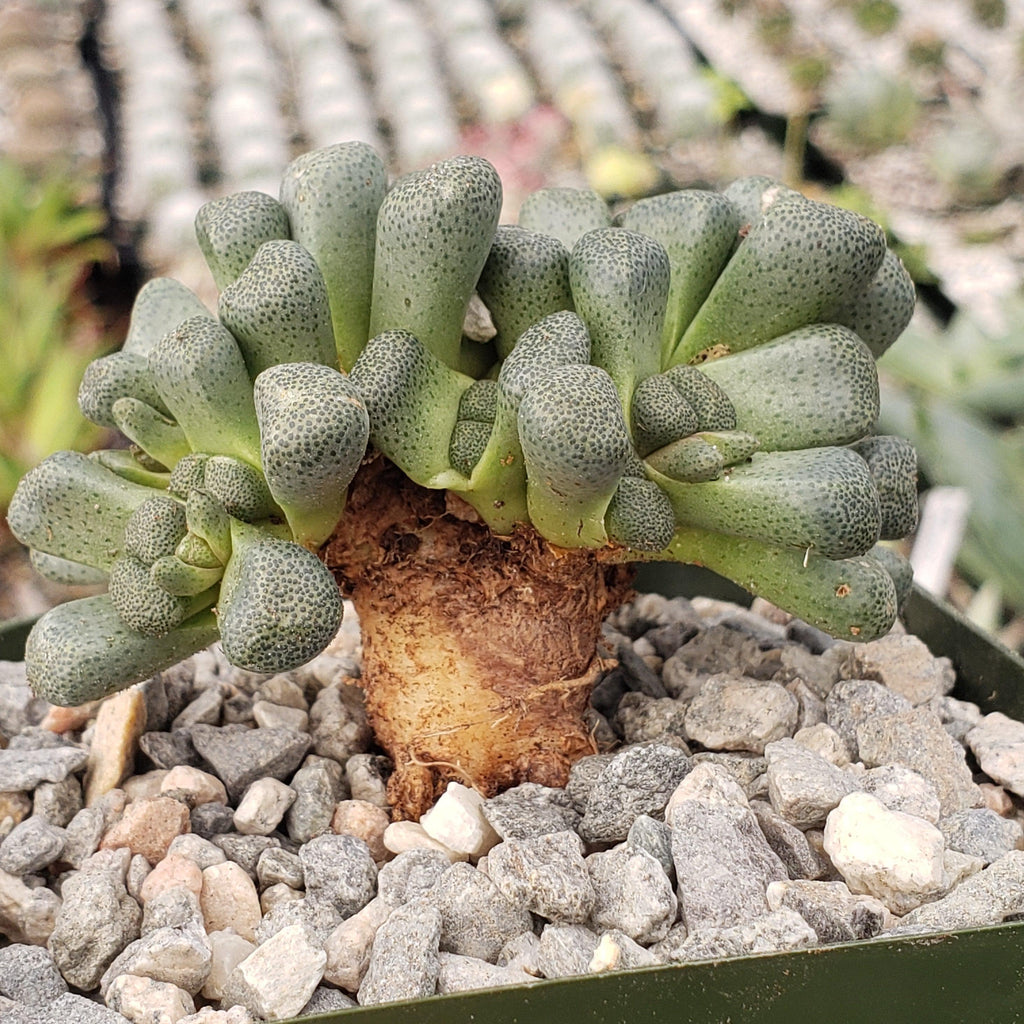 Aloinopsis schooneesii