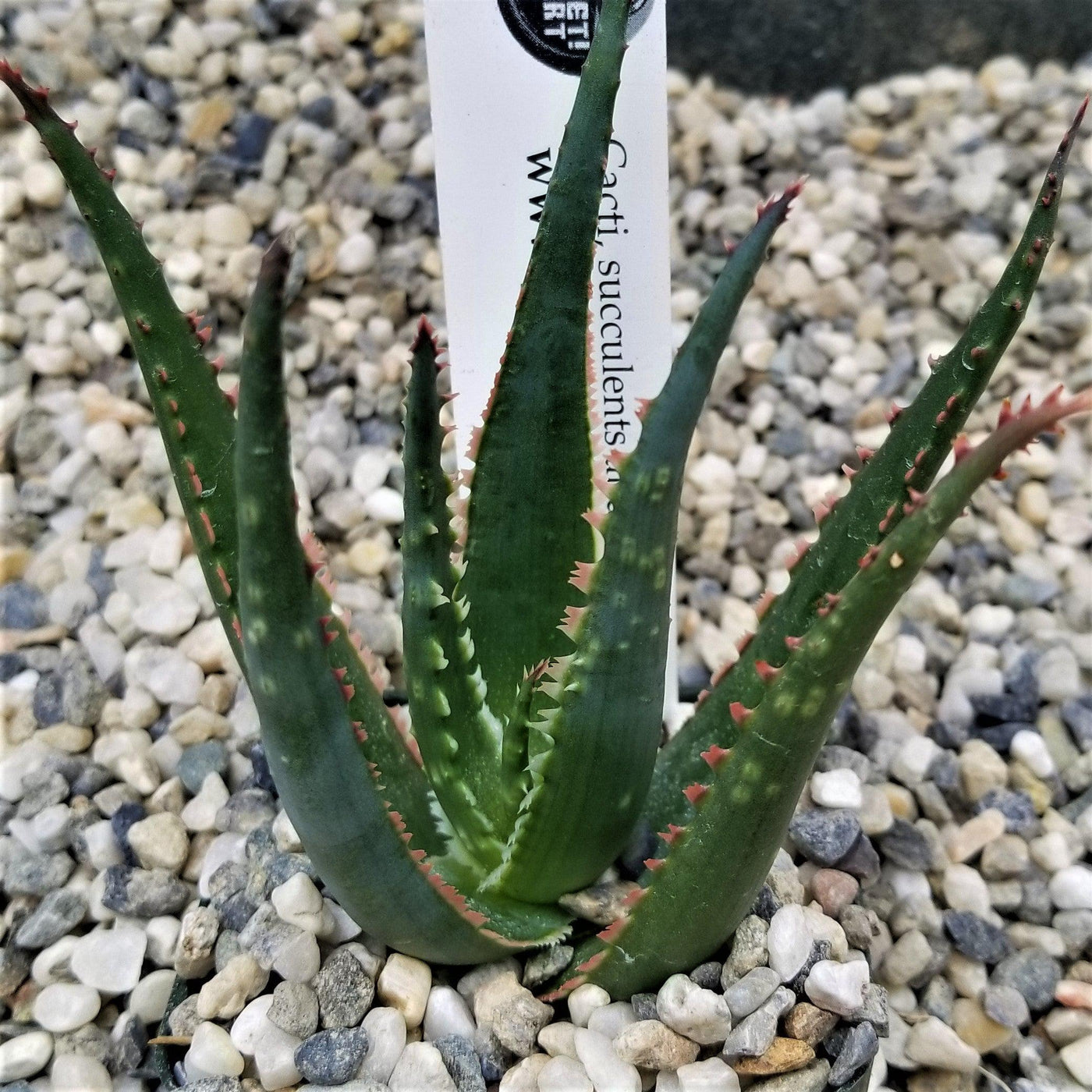 fire coral plant succulent Buy Aloe Coral Fire | Wild-Looking Succulent