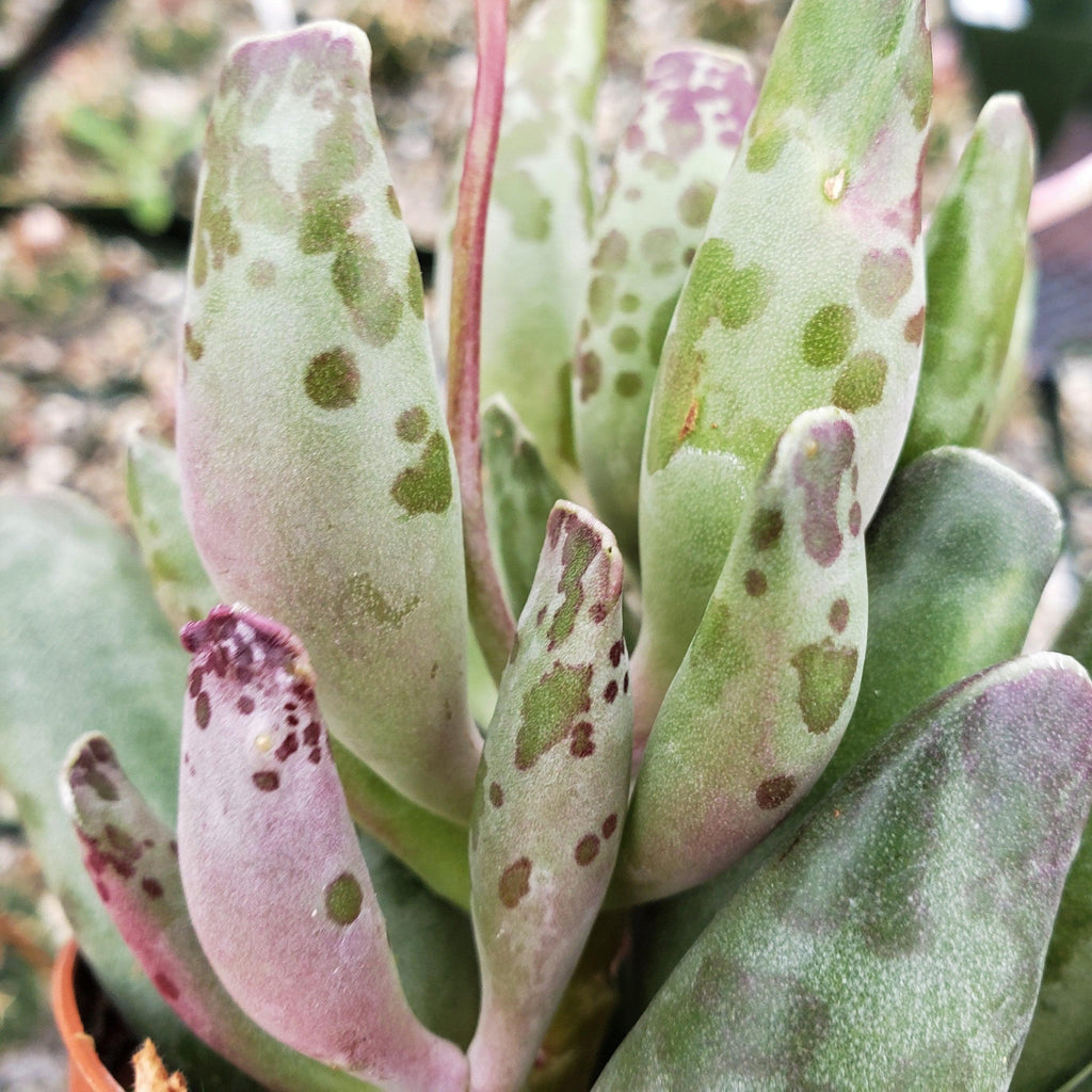 Adromischus festivus