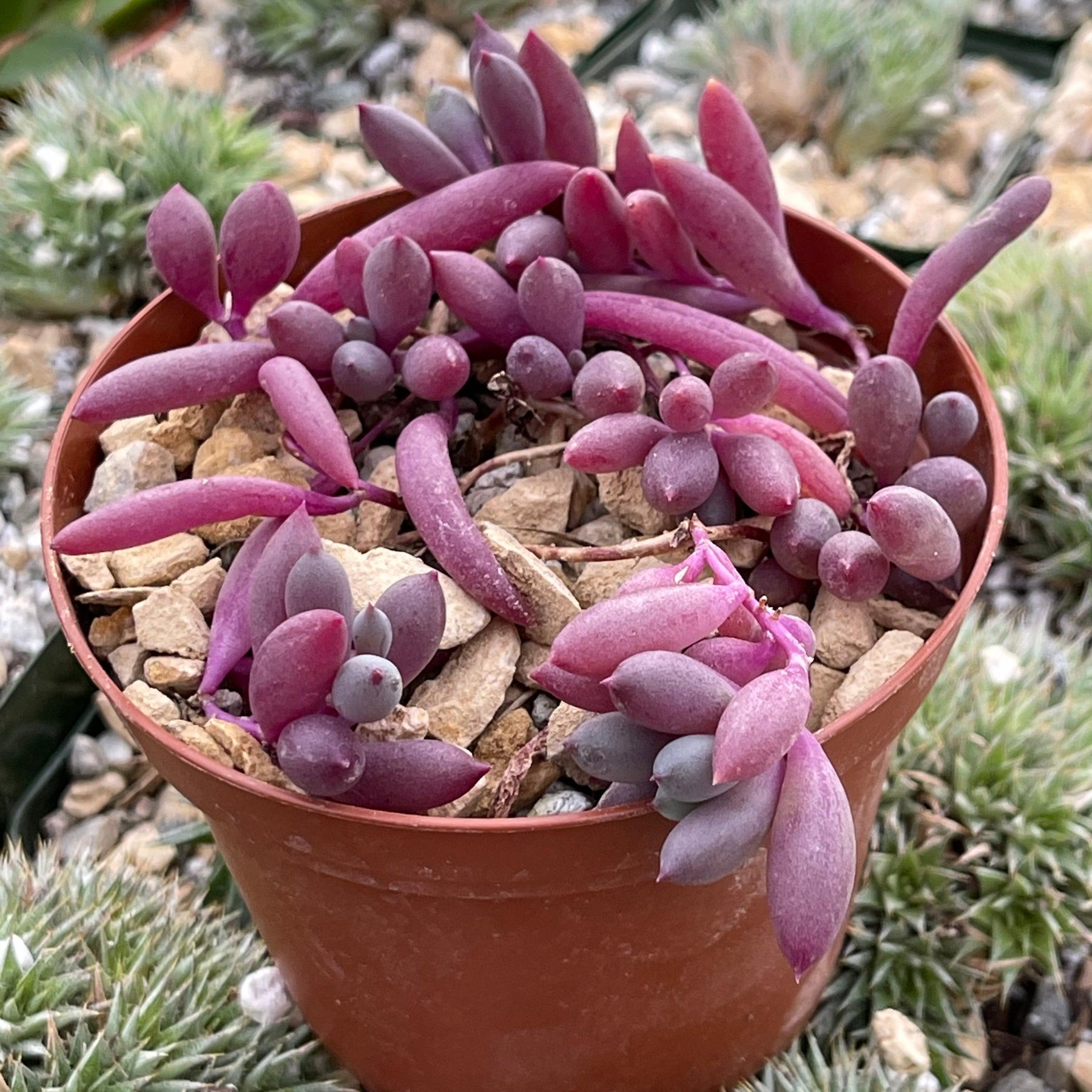 Othonna capensis 'Ruby Necklace' - World of Succulents