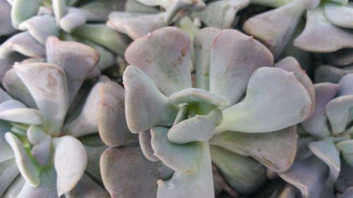 cubic frost succulent Echeveria Cubic Frost | Rosette-Forming Plant