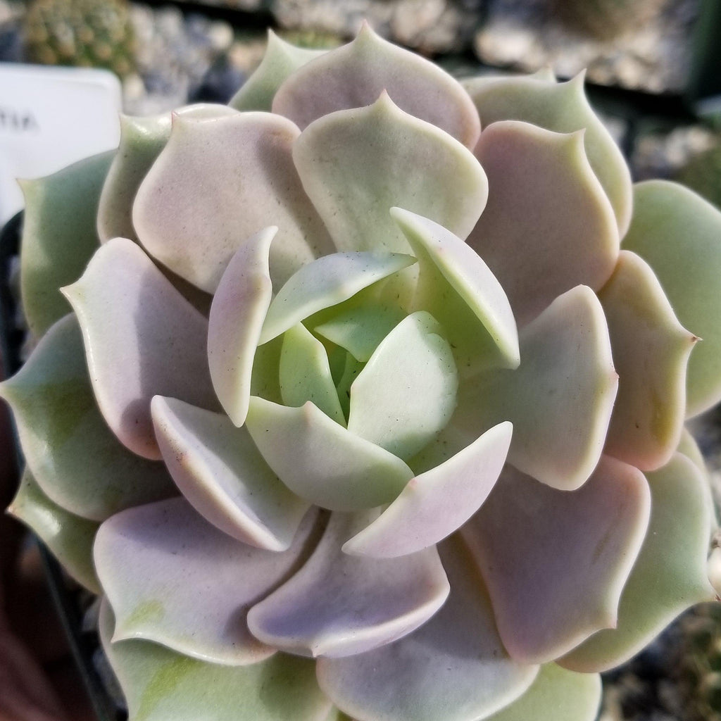 Shop Echeveria Lola Planet Desert Shop Echeveria Lola Planet Desert