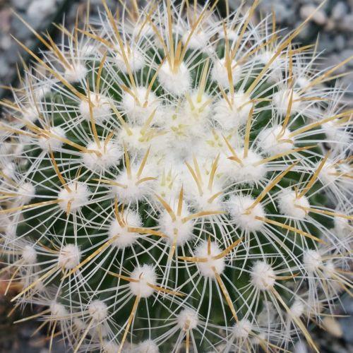 Echinofossulocactus albatus