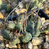 Euphorbia globosa