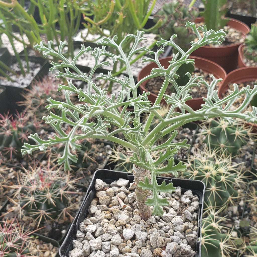 Pelargonium paniculatum