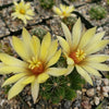 Mammillaria sphaerica