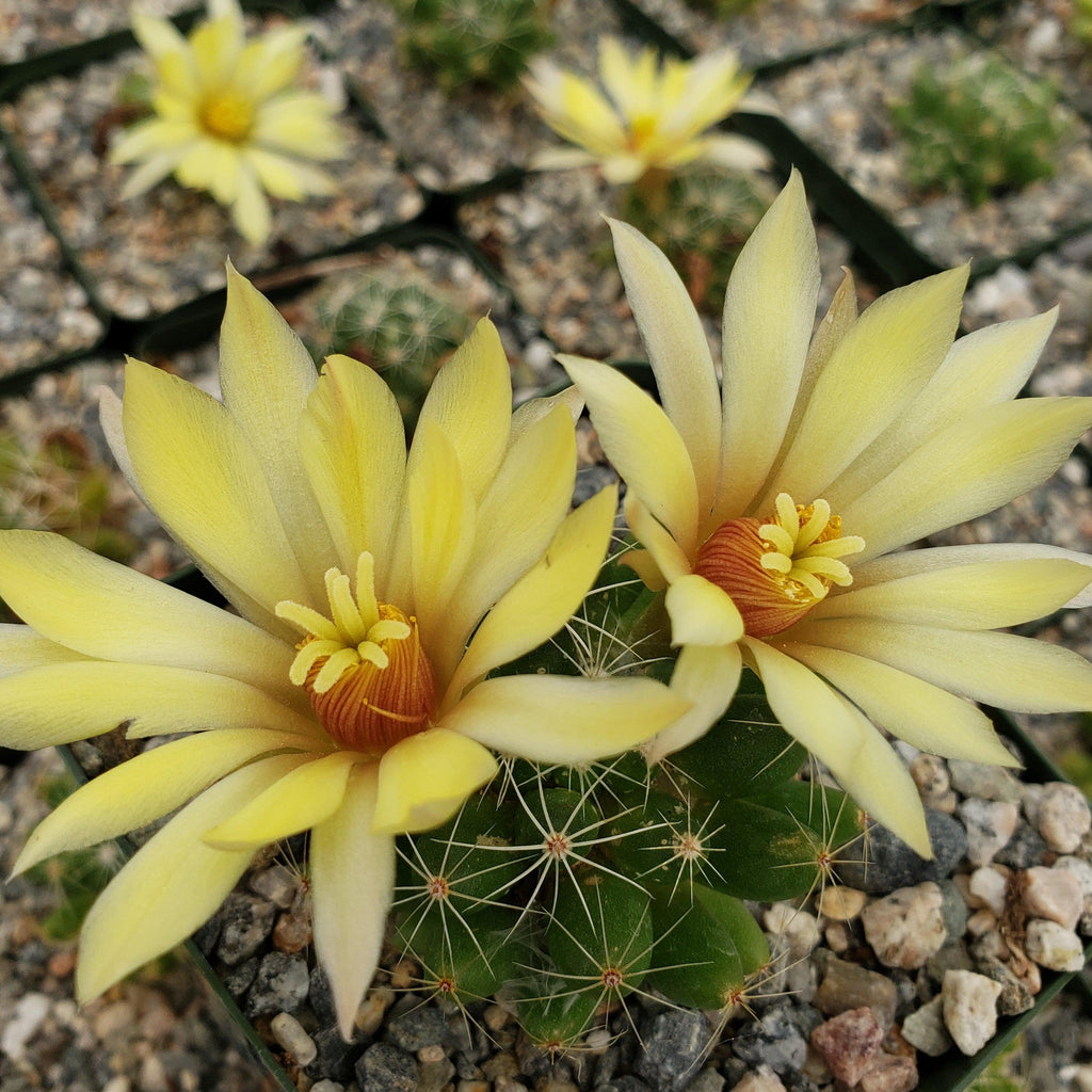 Mammillaria sphaerica