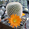 Rebutia muscula