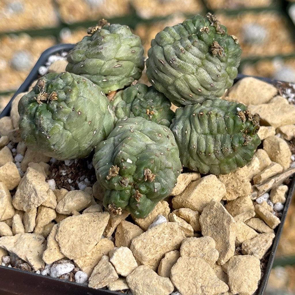 Euphorbia pseudoglobosa green