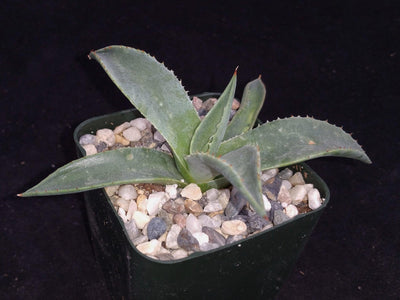 Parry’s Agave – Agave parryi