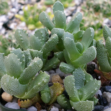 succulent botanical name Aloinopsis setifera