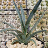 Saw Leaf Agave - Agave xylonocantha &