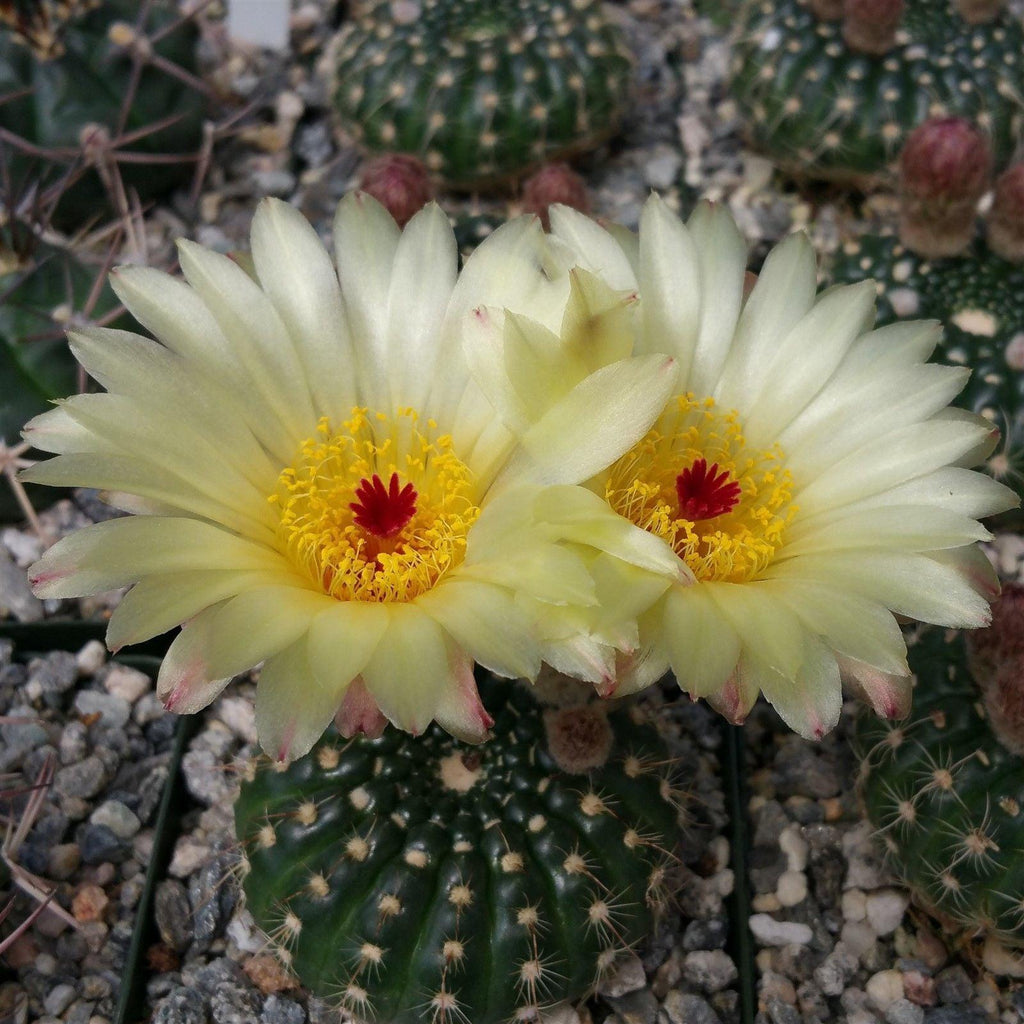 Notocactus concinnus