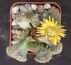 Titanopsis calcarea