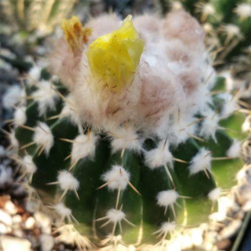 Wigginsia leprosorum