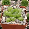 Haworthia obtusa