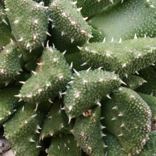 Titanopsis aloinopsis setifera