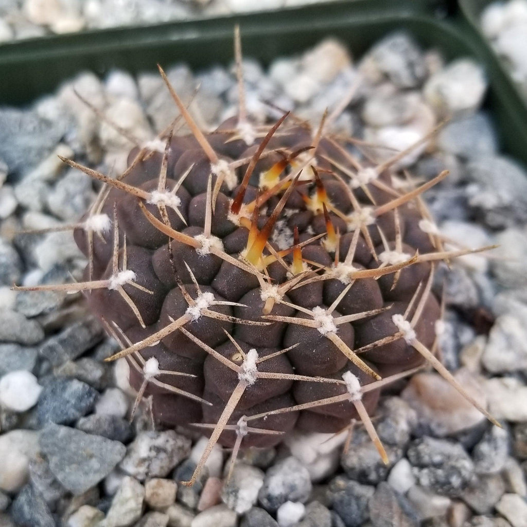 Gymnocalycium shroederianum longispinum