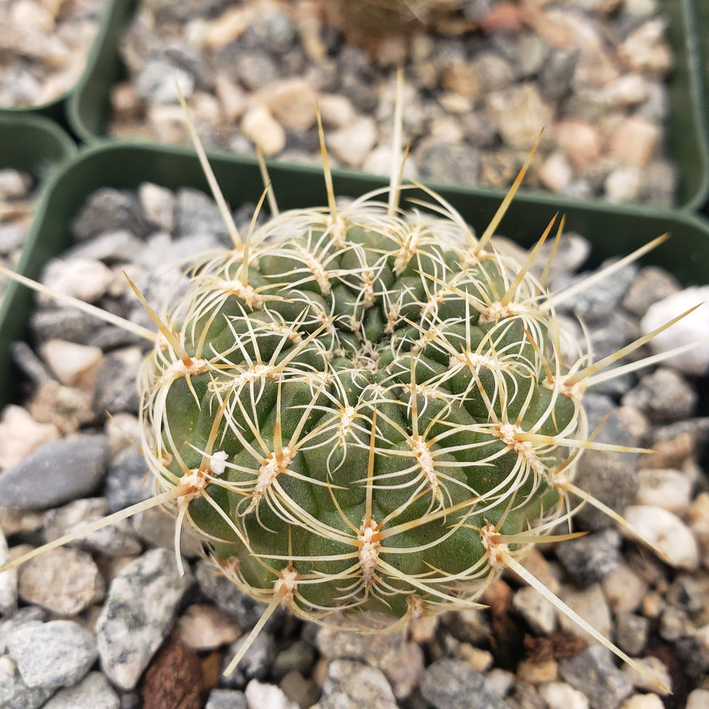 Sulcorebutia steinbachii veronikae