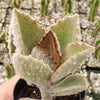 Felt Plant - Kalanchoe beharensis&