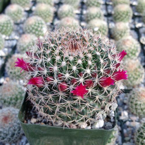 Mammillaria mystax