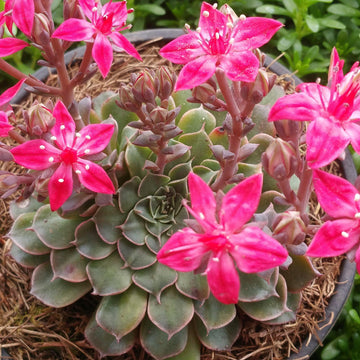 succulent with pink flowers name Graptopetalum tacitus bellus super star