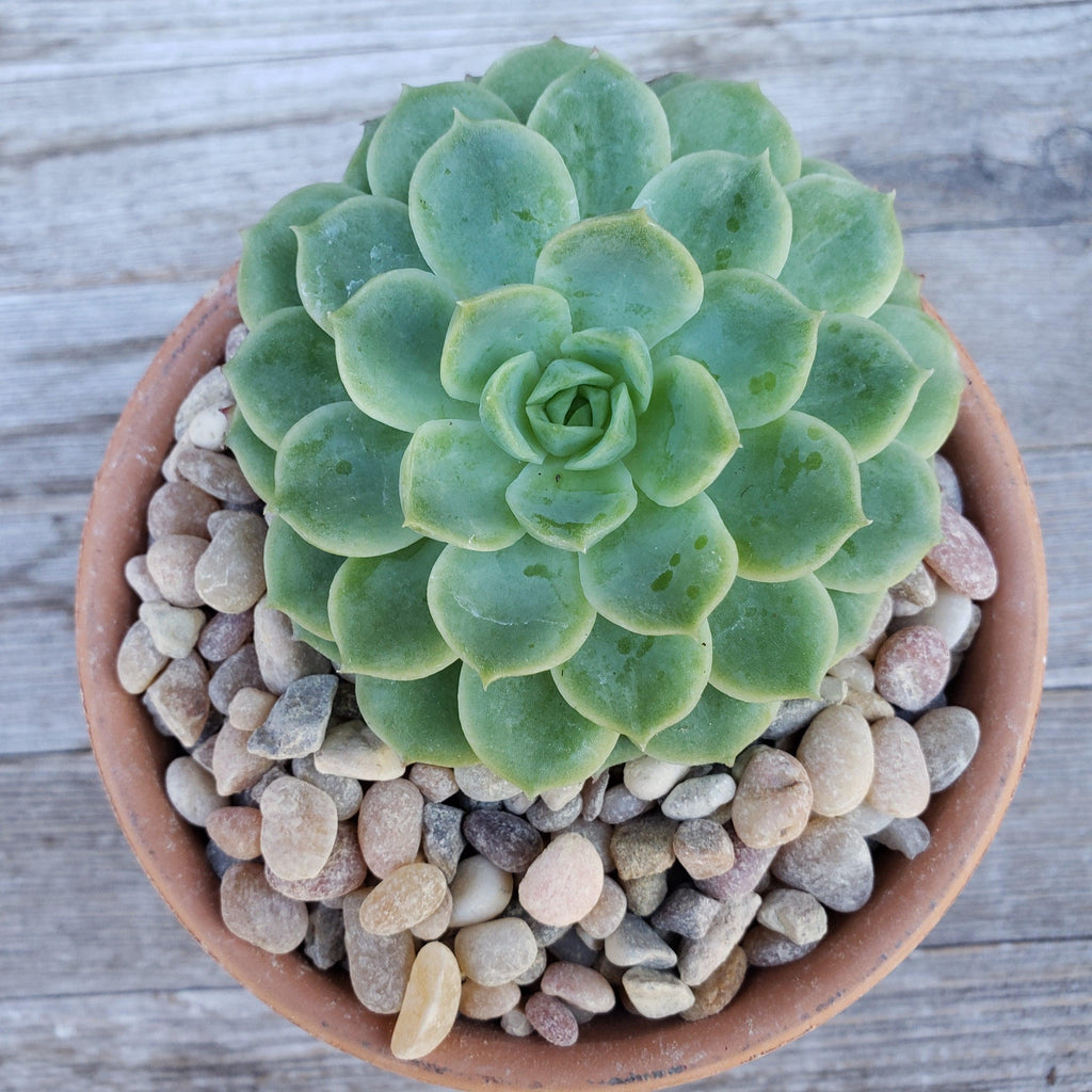 Del rio pebble river rock