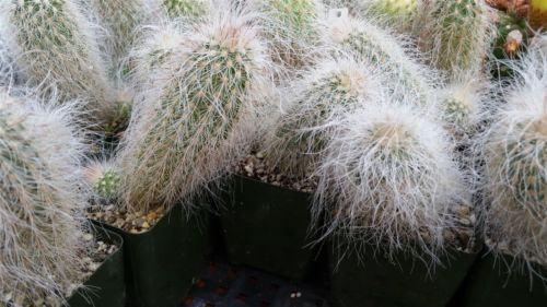 Echinocereus delaetii