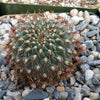 Sulcorebutia  pulchra