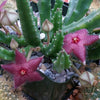 Stapelia scitula