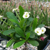 Crown of Thorns Plant &