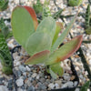 Flapjack Plant ‘Kalanchoe luciae’