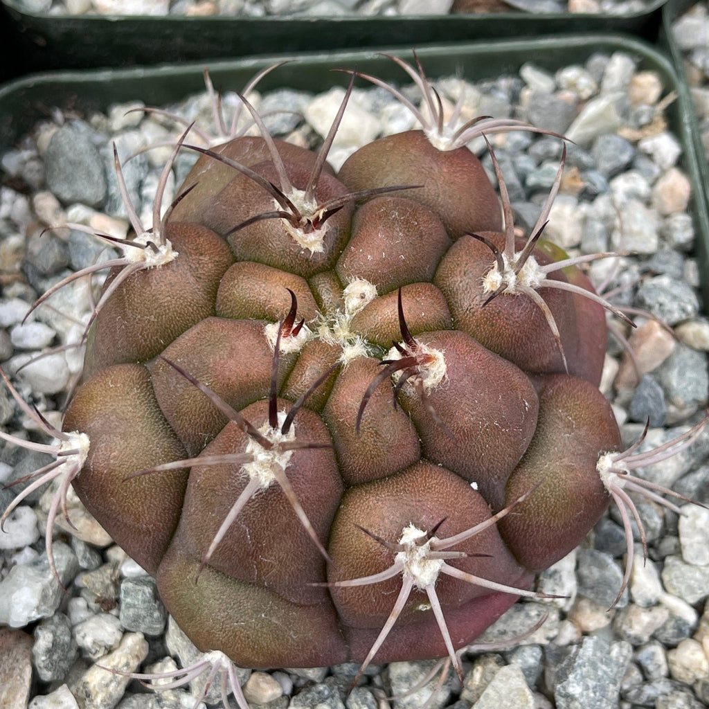 Gymnocalycium marquezii